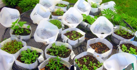 Cold Sowing, Traditional Knowledge, and Community: A Conversation with Audrey Logan